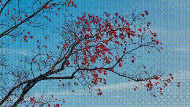 640 (8) 00_00_00-00_00_30.gif